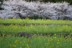 s-_DSC1021