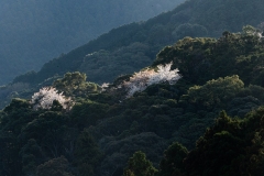 s-_DSC1090
