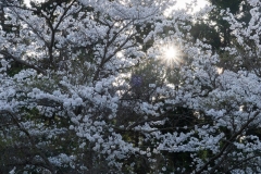 s-_DSC1106