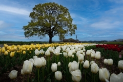 s-_DSC1408-Edit_2