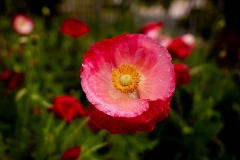 s-_DSC2280