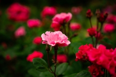 s-_DSC2324