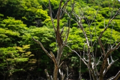s-_DSC2752