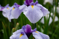 s-IMGP6913