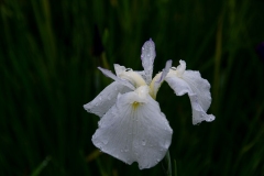 s-IMGP6932