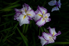 s-IMGP6944