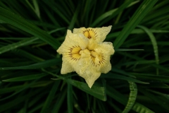 s-IMGP6948