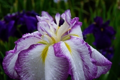 s-IMGP6962